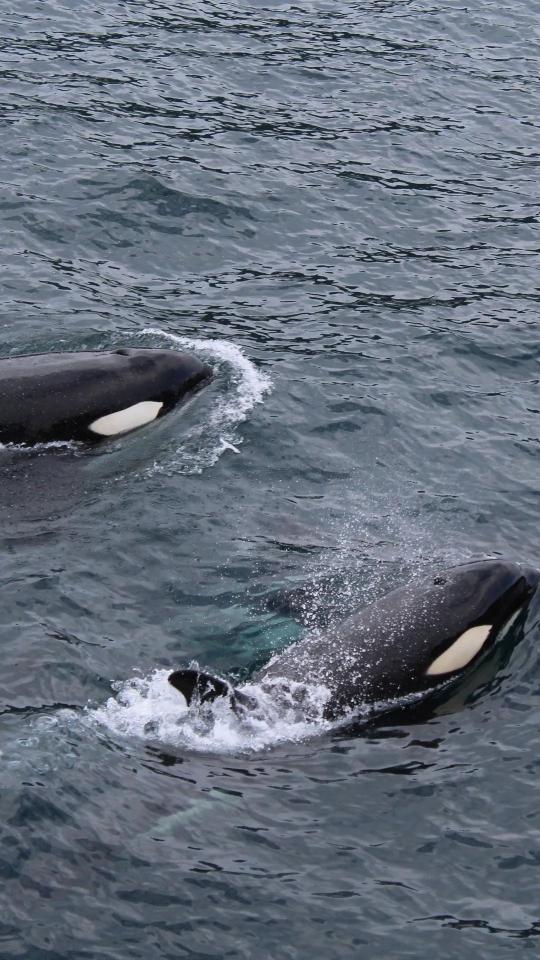 Orcas in the Ocean