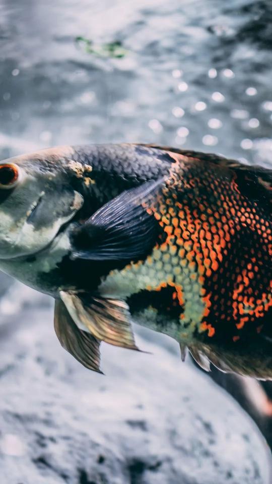 Oscar Fish Portrait