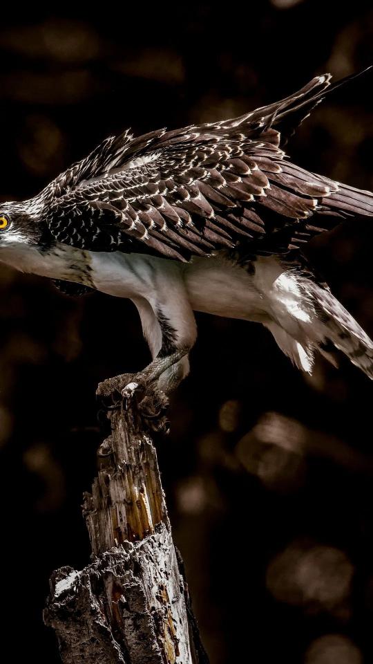 Osprey Perched on Wood