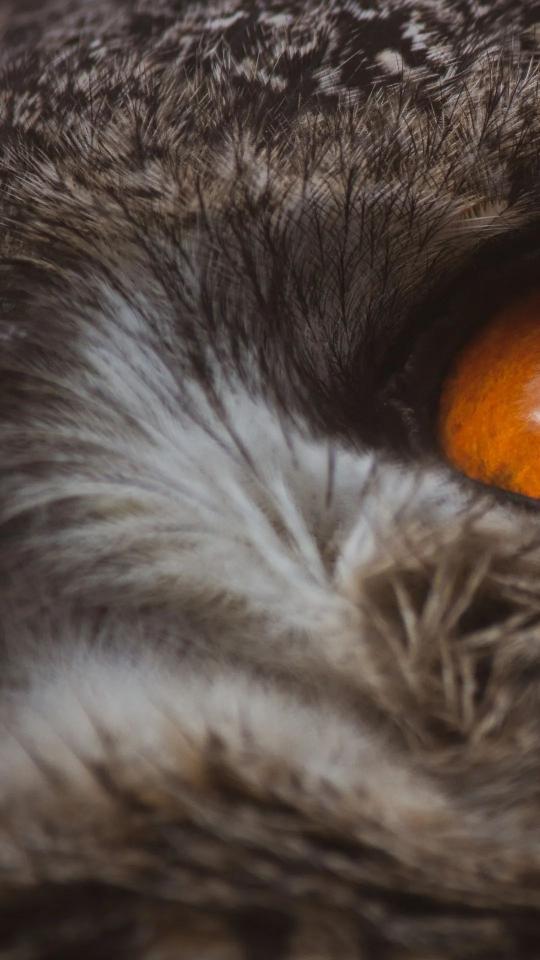 Owl's Intense Gaze