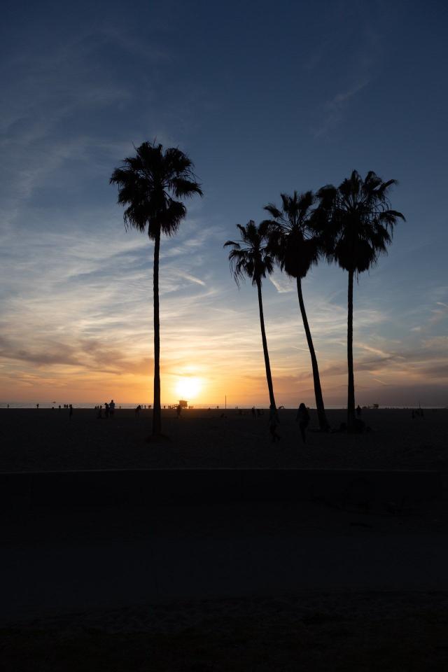 Palm Sunset Silhouette
