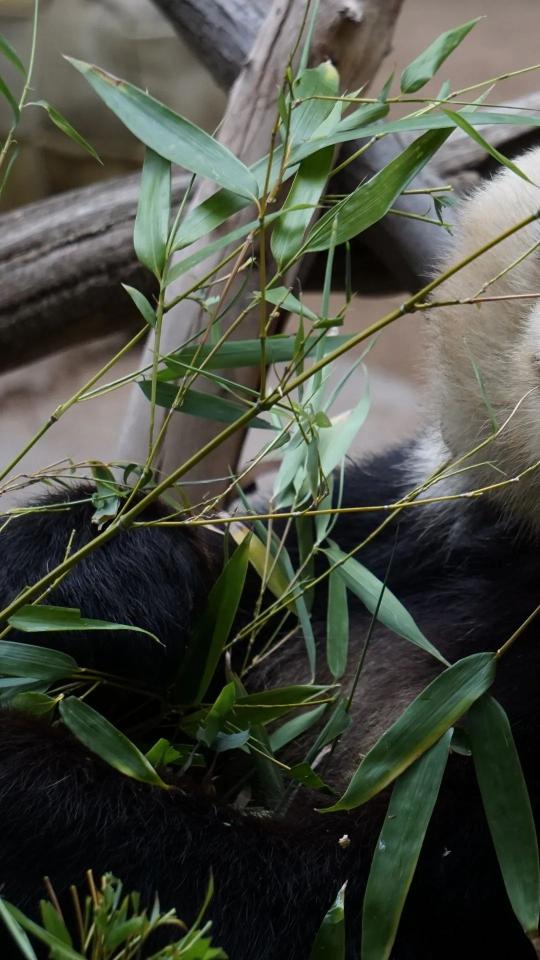 Panda Eating Bamboo