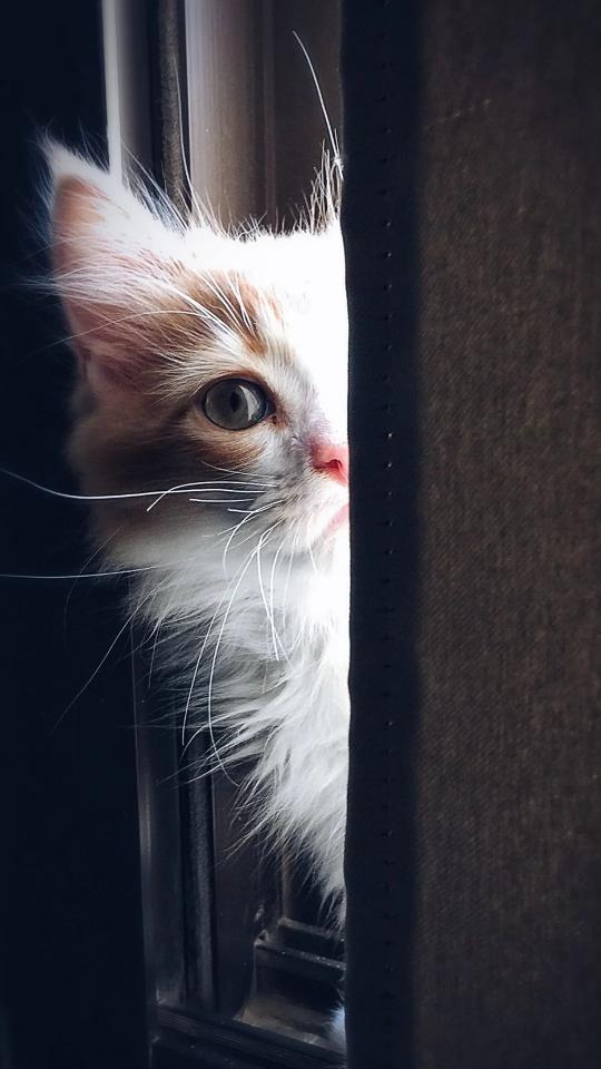 Peek-a-boo Kitten
