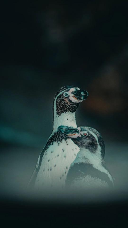 Penguin Pair Portrait