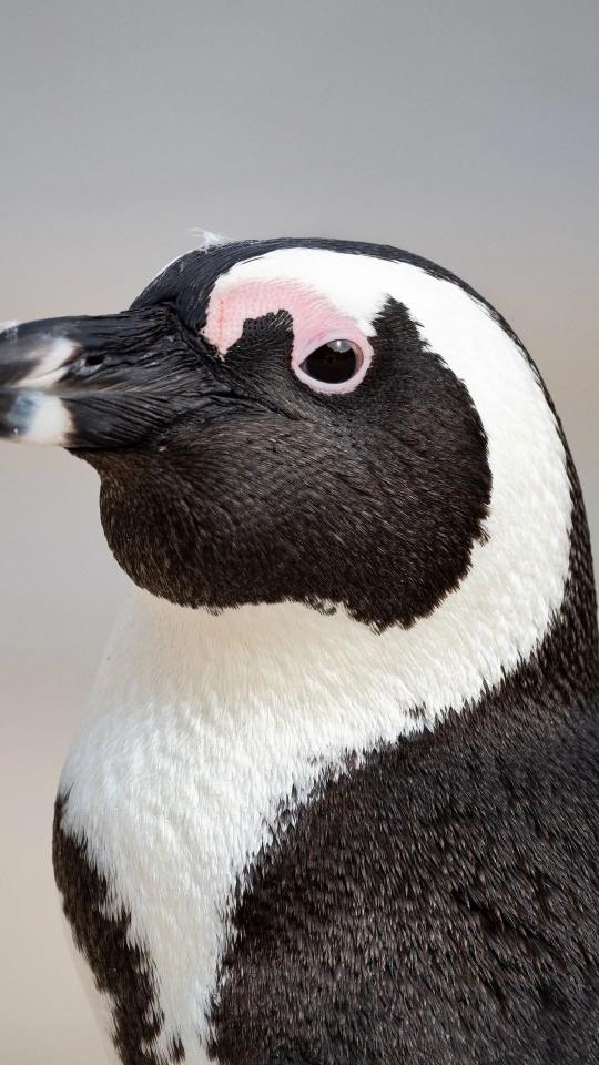 Penguin Portrait Close-Up - Related Dark Wallpapers wallpaper