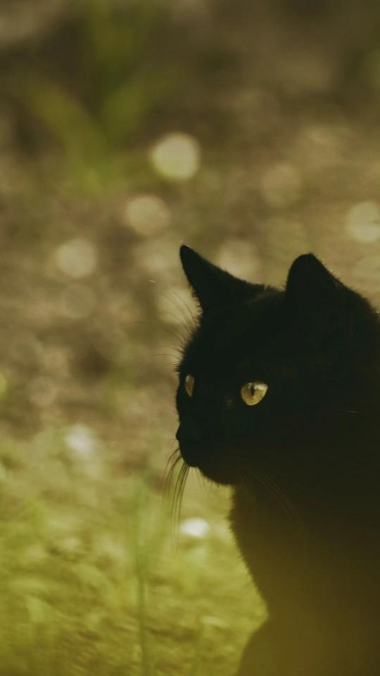 Pensive Black Cat Portrait - Related Dark Wallpapers wallpaper
