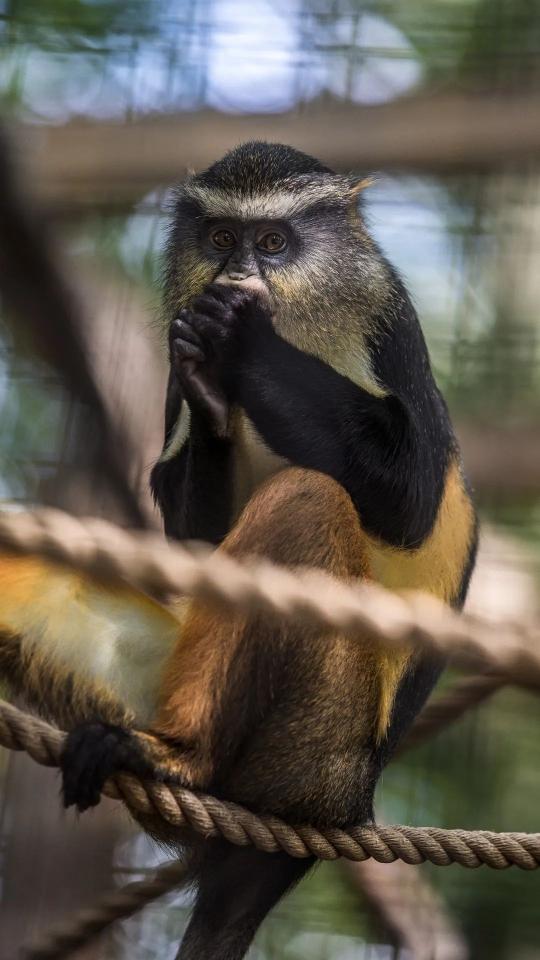 Pensive De Brazza's Monkey