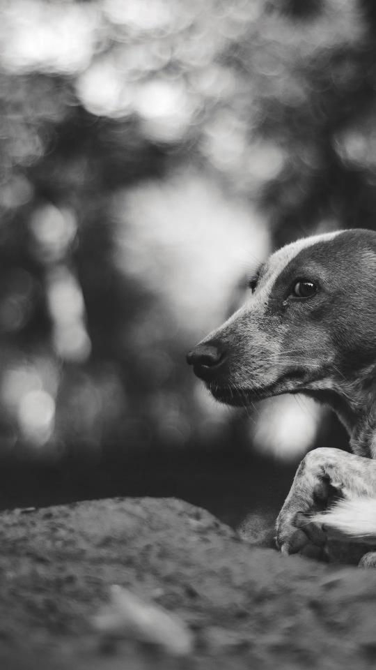 Pensive Dog Portrait