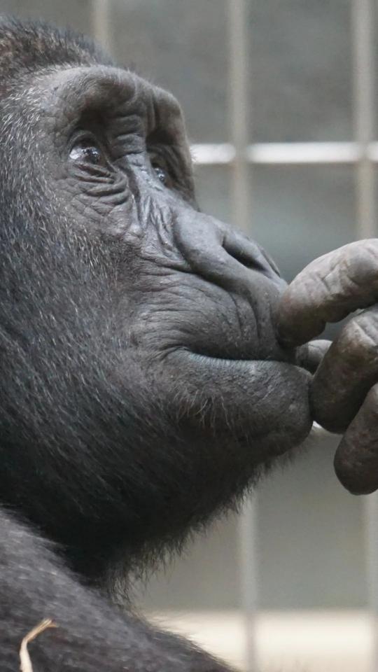 Pensive Gorilla Portrait - Related Dark Wallpapers wallpaper