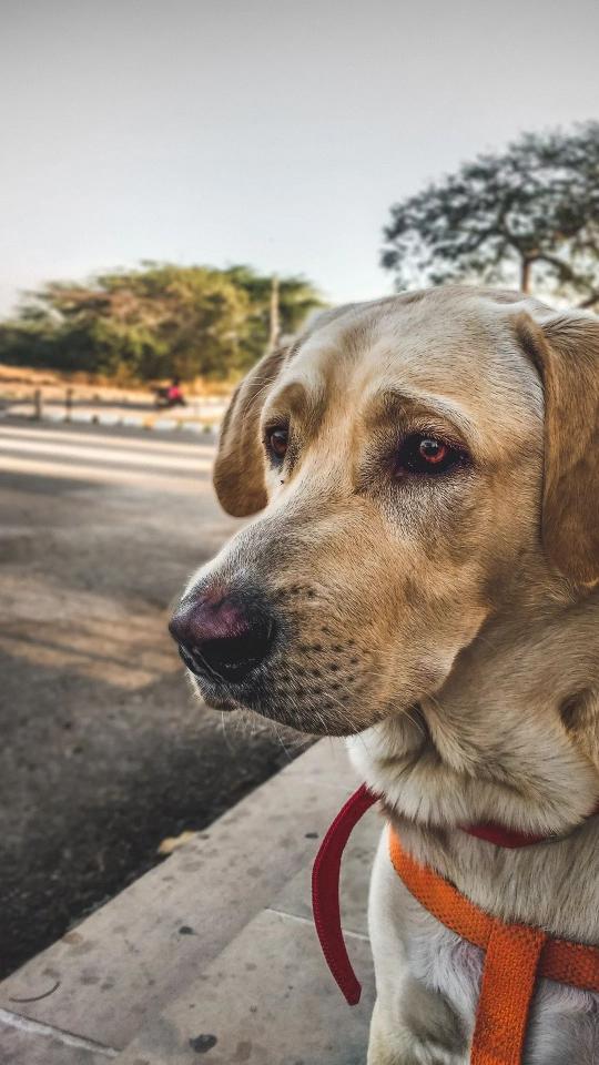 Pensive Labrador Portrait - Related Dark Wallpapers wallpaper
