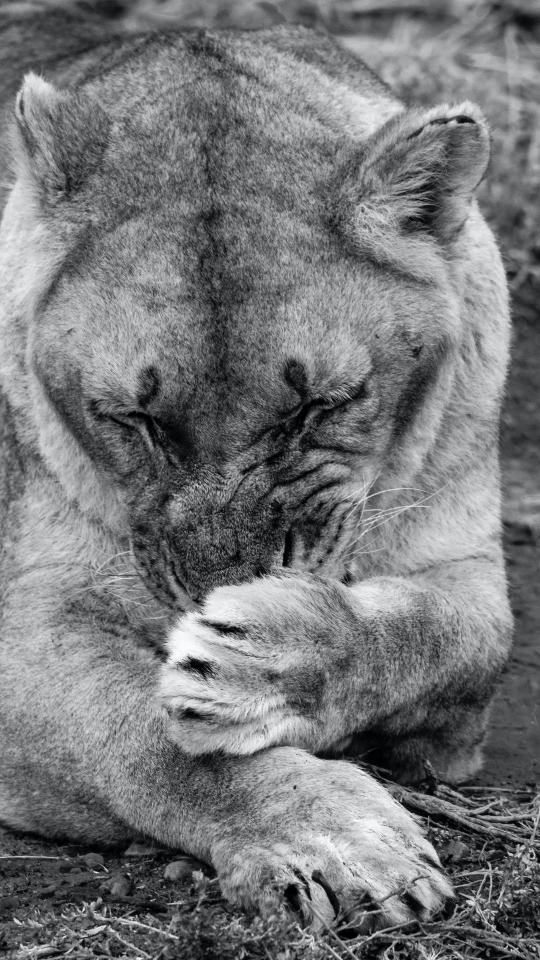 Pensive Lion in Monochrome