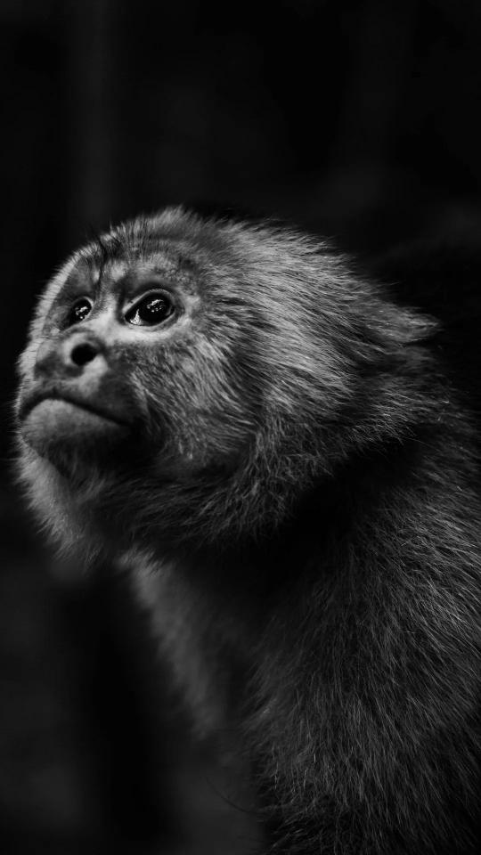Pensive Monkey Portrait - Related Dark Wallpapers wallpaper