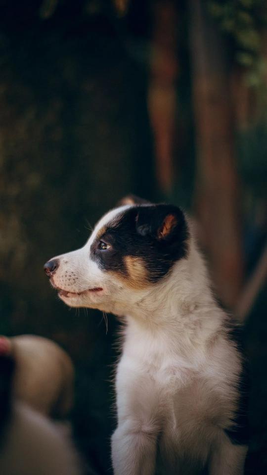 Pensive Puppy Portrait - Related Dark Wallpapers wallpaper