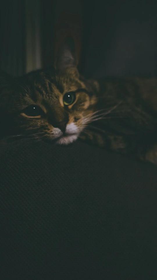 Pensive Tabby Cat Portrait - Related Dark Wallpapers wallpaper