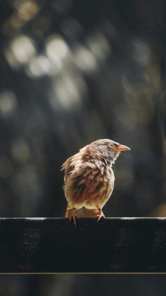 Perched Sparrow Portrait - Related Dark Wallpapers wallpaper