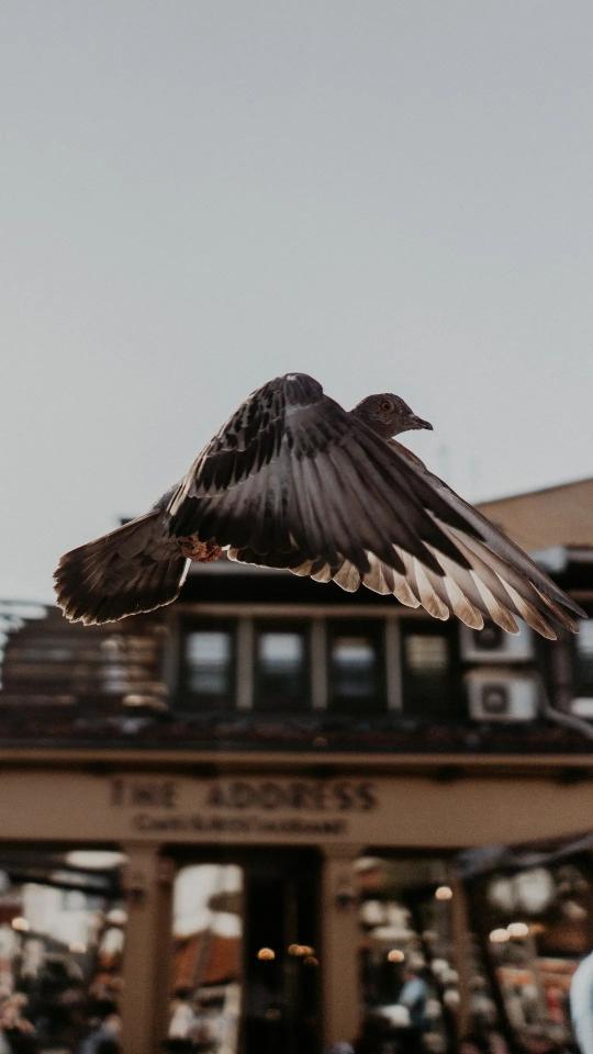 Pigeon in Flight - Related Dark Wallpapers wallpaper