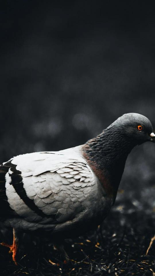 Pigeon with Fiery Eyes