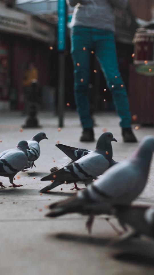 Pigeons Feeding Frenzy