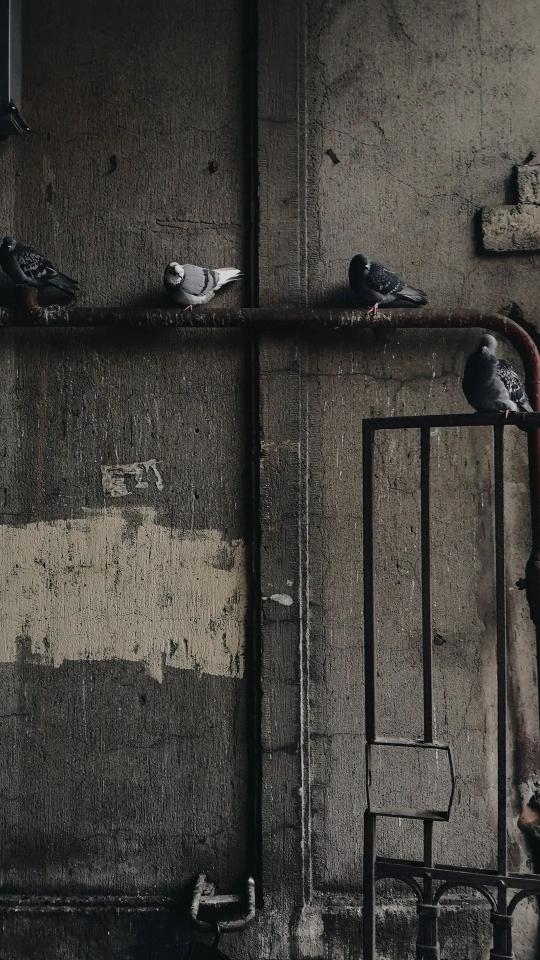 Pigeons on Urban Wall