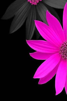 Pink and Gray Flowers