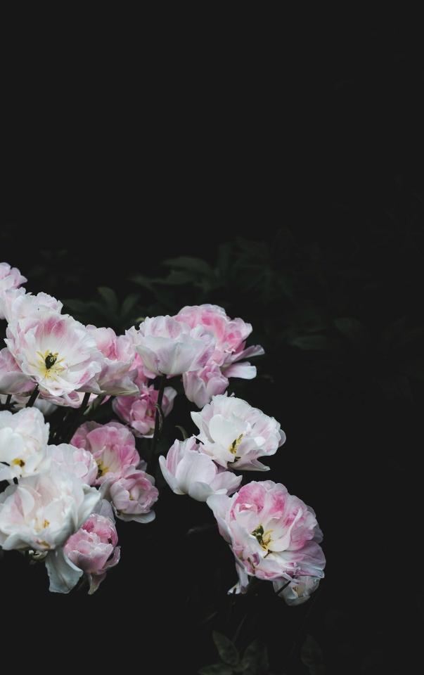 Pink and White Tulips