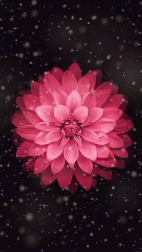 Pink Dahlia Snowfall - Related Dark Wallpapers wallpaper