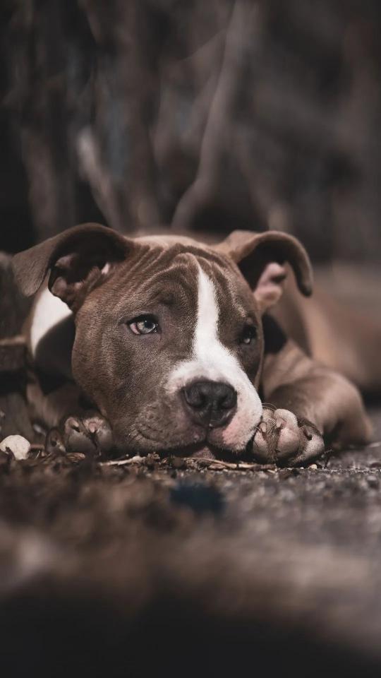 Pitbull Puppy Portrait - Related Dark Wallpapers wallpaper