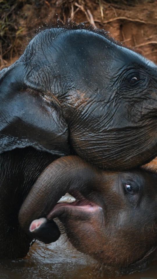 Playful Baby Elephants