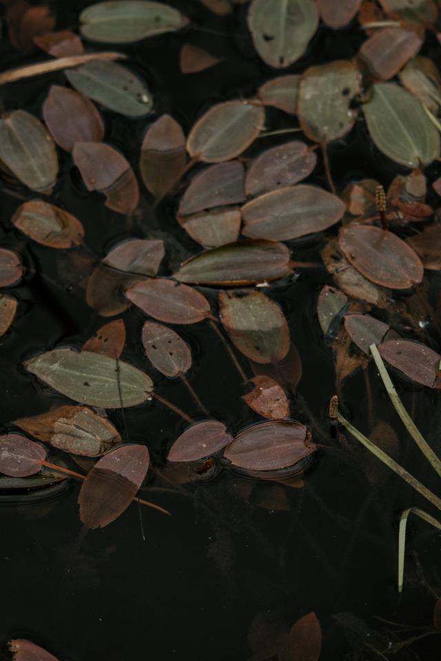 Pond Leaves Still Water
