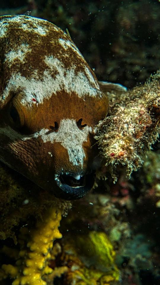 Pufferfish Close-Up Portrait