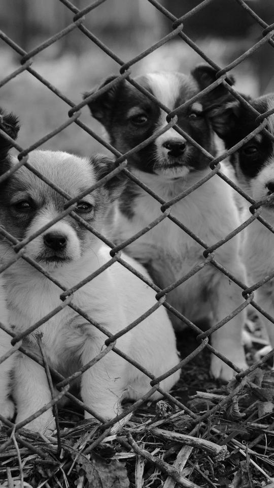 Puppies Behind the Fence