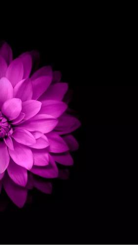Purple Dahlia on Black