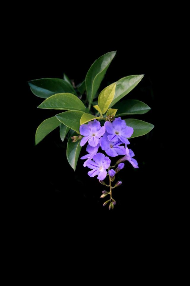 Purple Flowers on Black - Related Dark Wallpapers wallpaper