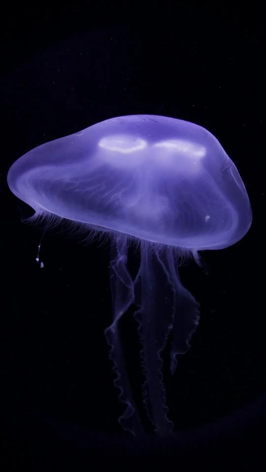 Purple Jellyfish in the Deep - Related Dark Wallpapers wallpaper