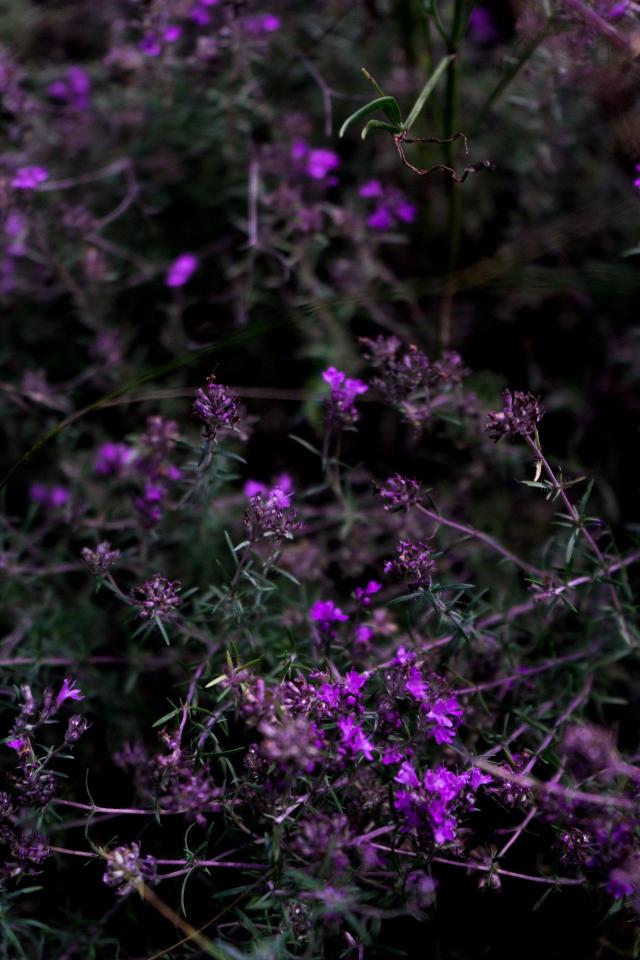 Purple Thyme Blossom Field - Related 4K Wallpapers wallpaper