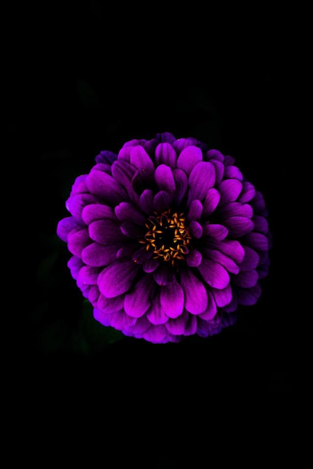 Purple Zinnia Bloom