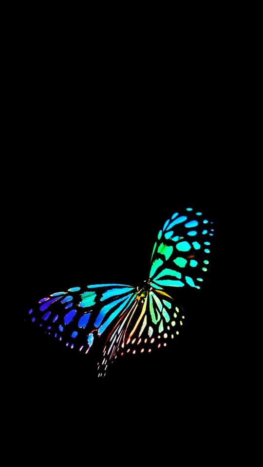 Rainbow Butterfly on Black