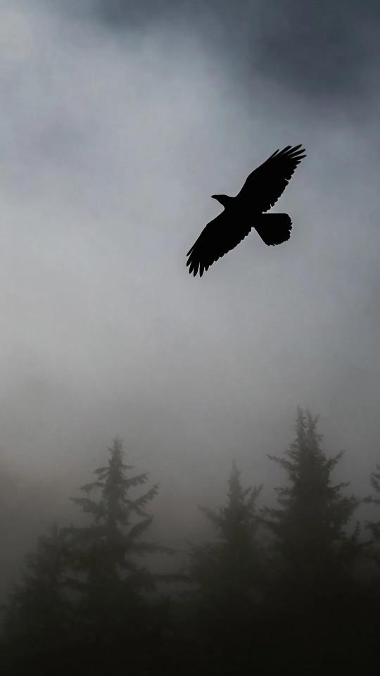 Raven in Misty Forest