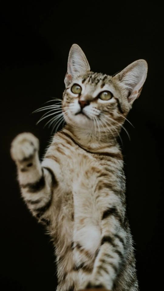 Reaching Tabby Cat - Related Dark Wallpapers wallpaper