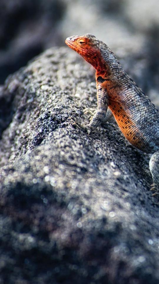 Red-Headed Lizard on Rock - Related Dark Wallpapers wallpaper