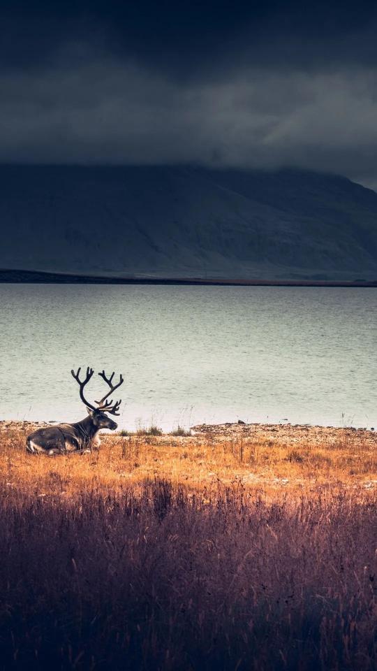 Reindeer by the Lake