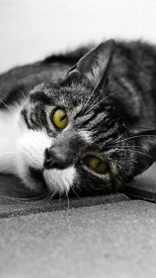 Resting Cat, Golden Eyes