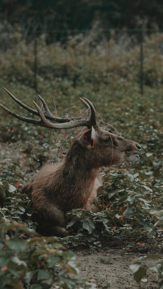 Resting Deer in Bushes