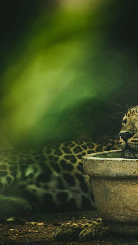Resting Leopard Portrait