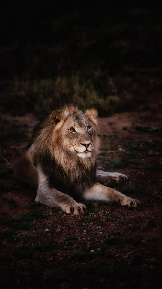 Resting Lion Portrait - Related Dark Wallpapers wallpaper