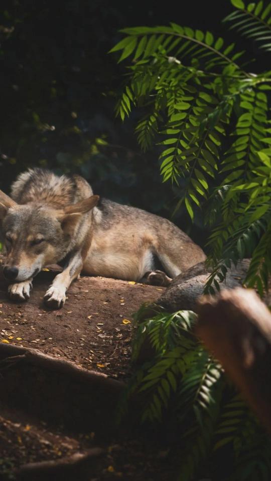 Resting Wolf in Shade