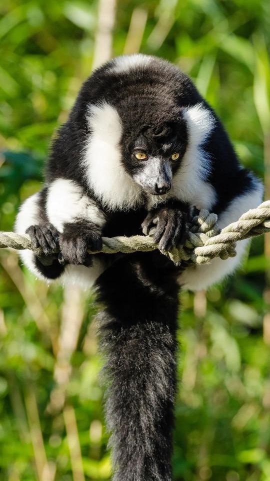 Ruffed Lemur on Rope