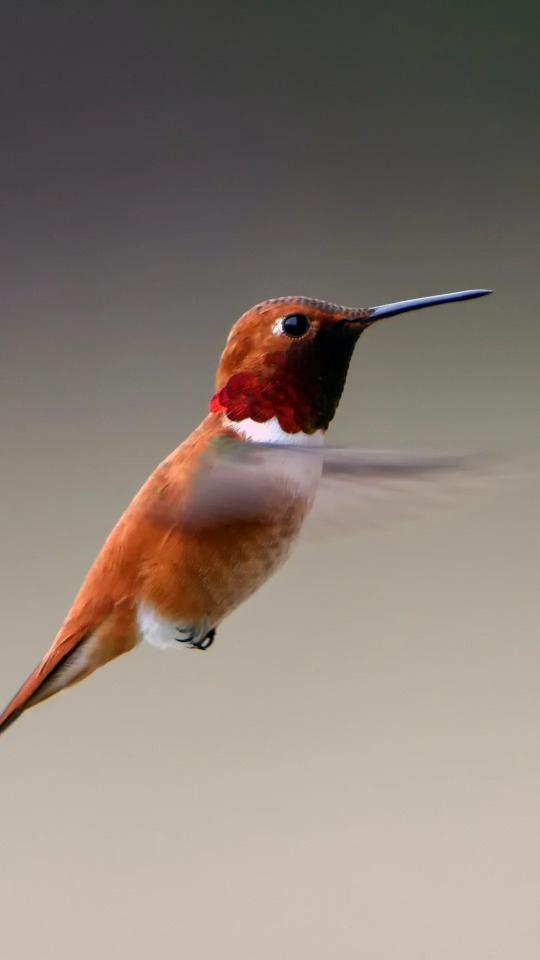 Rufous Hummingbird Portrait - Related Dark Wallpapers wallpaper