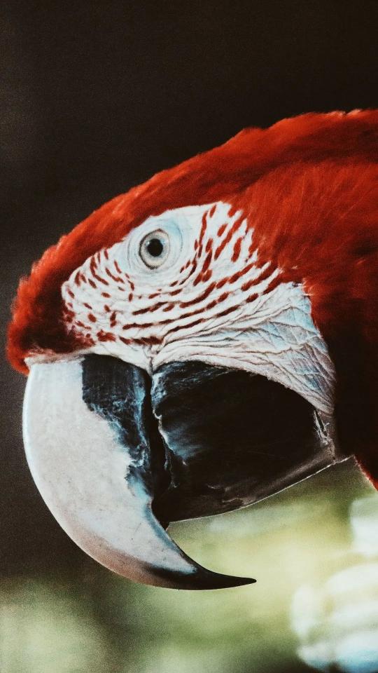 Scarlet Macaw Close-up