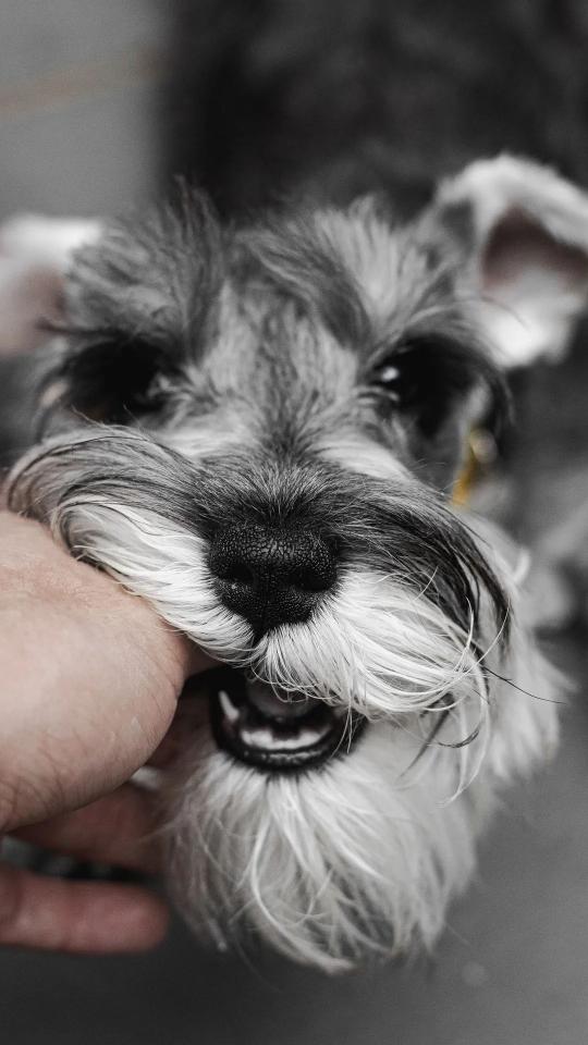 Schnauzer Bite - Related Dark Wallpapers wallpaper